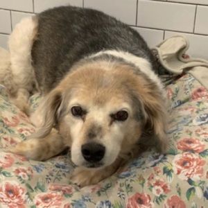 Meet your Posher, Renee